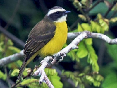 Bentevizinho de penacho vermelho