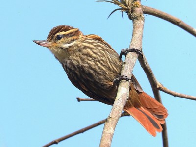 Bico-virado-carijó