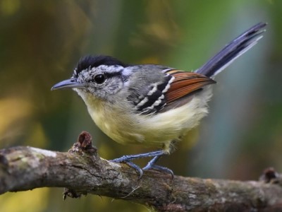 Chorozinho-de-asa-vermelha