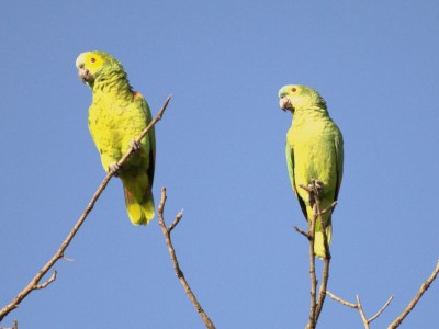 Papagaio verdadeiro