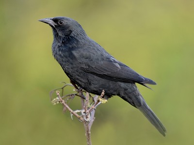 Passáro-preto