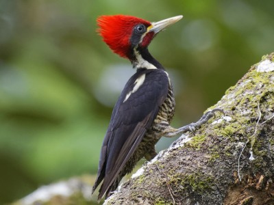 Pica-pau-de-banda-branca