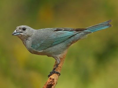 Sanhaço Cinzento