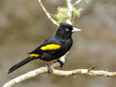 Tecelão
