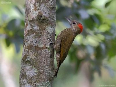 Pica-pau pequeno